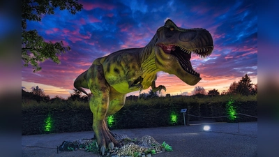 Kinderzimmer-Star in Lebensgröße: Bei den DinoLichtern in Höxter wird natürlich auch der T-Rex gezeigt. Unter der zentimeterdicken Kunststoffhaut steckt jede Menge Technik: Der gewaltige Dino bewegt sich und kann sogar brüllen. (Foto: World of Lights GmbH Unna)