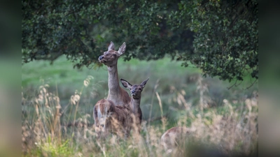 Rotwild in der Abenddämmerung (Foto: CvP Wildpark Sababurg)