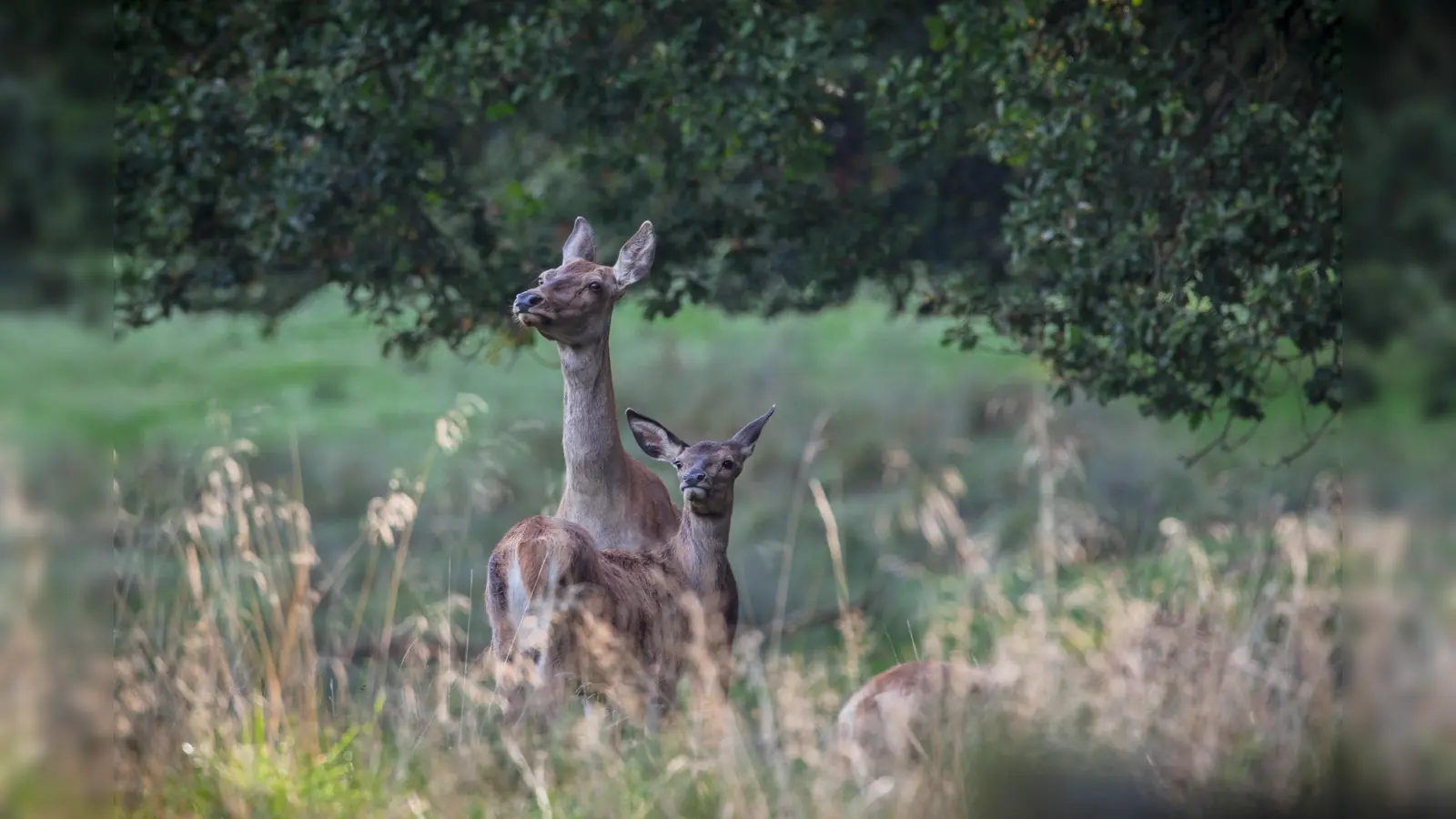 Rotwild in der Abenddämmerung (Foto: CvP Wildpark Sababurg)