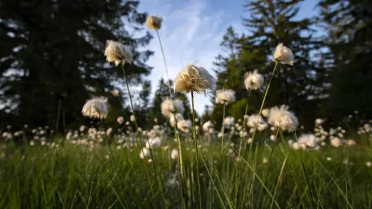 Wollgras im Hochmoor. (Foto:  Touristik-Information Neuhaus und Silberborn)
