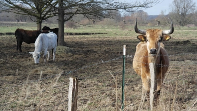 Besondere Pfleger im Einsatz für den Naturschutz: Urtümliche Taurus-Rinder durchstreifen seit vielen Jahren die Lippeaue in der Klostermersch. (Foto: Daniel Bolinth)