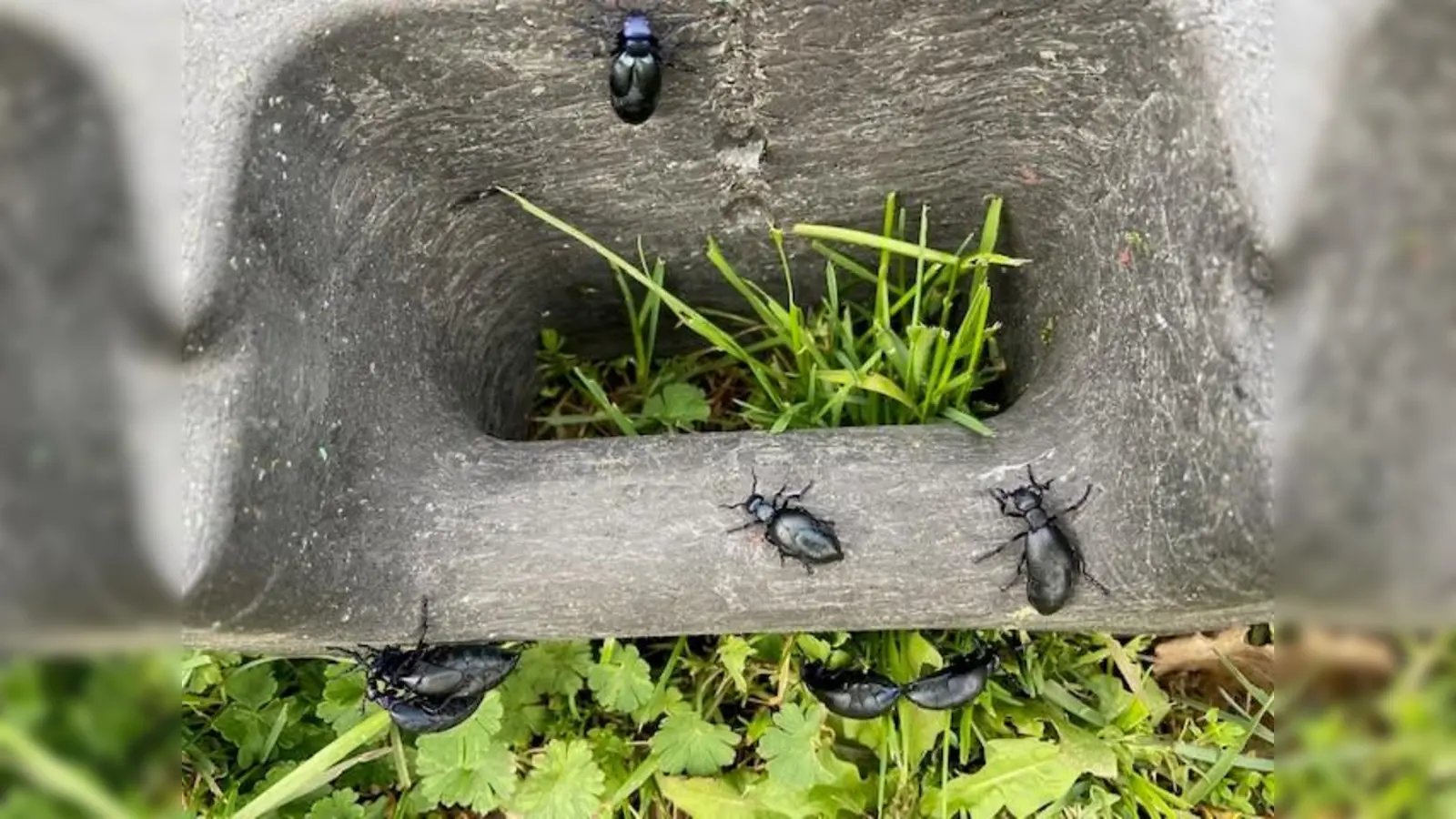In der Kernstadt Borgentreich sind an mehreren Stellen Ölkäfer gefunden worden. Die Verwaltung rät zu Vorsicht. (Foto: Stadt Borgentreich)