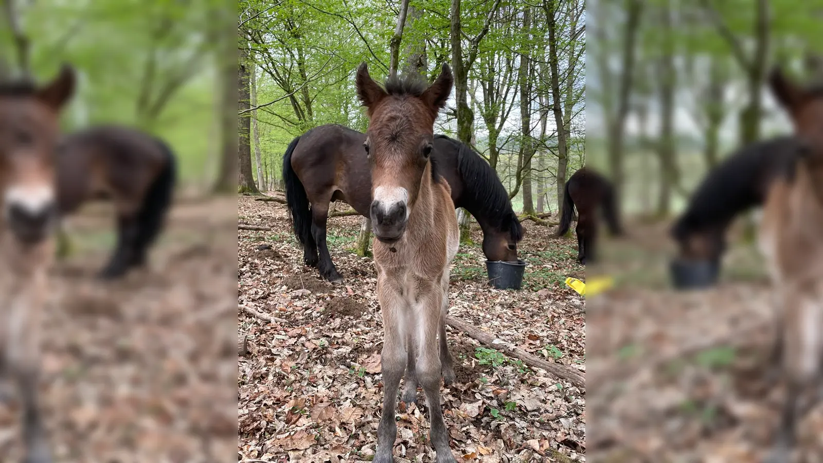 Exmoorpony-Stute Vivian mit ihrem am Osterwochenende geborenen Fohlen Vita. (Foto: Naturpark)
