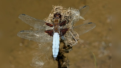 Der Plattbauch (Libellula depressa) besiedelt meist kleinere Gewässer mit flachen Ufern. (Foto: Dr. Mathias Lohr)