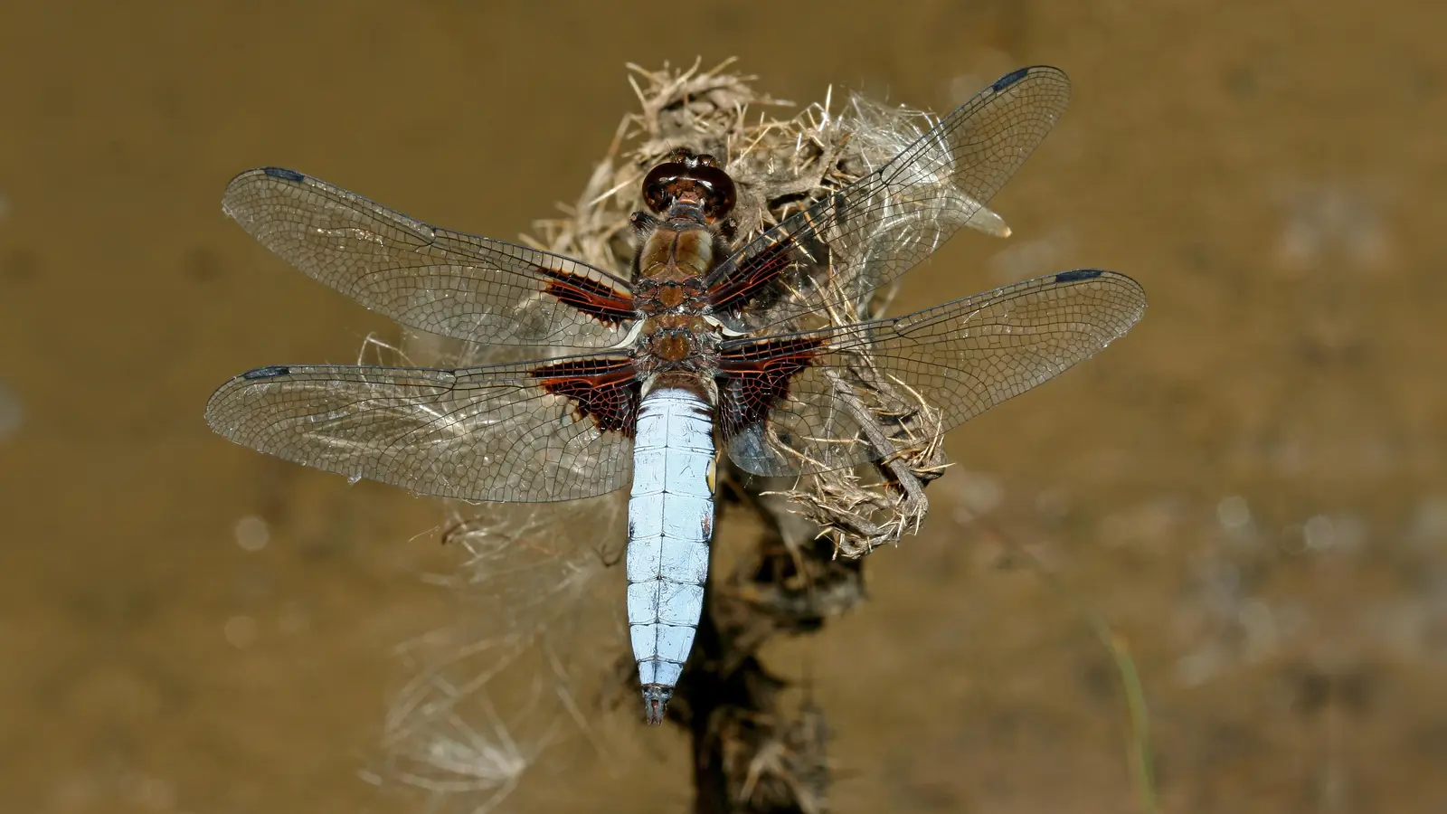 Der Plattbauch (Libellula depressa) besiedelt meist kleinere Gewässer mit flachen Ufern. (Foto: Dr. Mathias Lohr)
