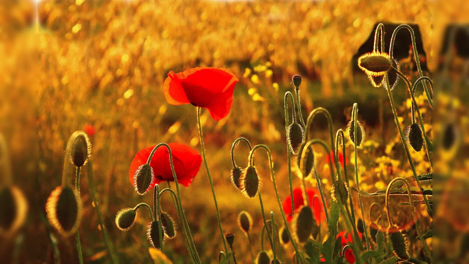 Artenreiches Feld (Foto: © NABU/CEWE/Peter Lauer)