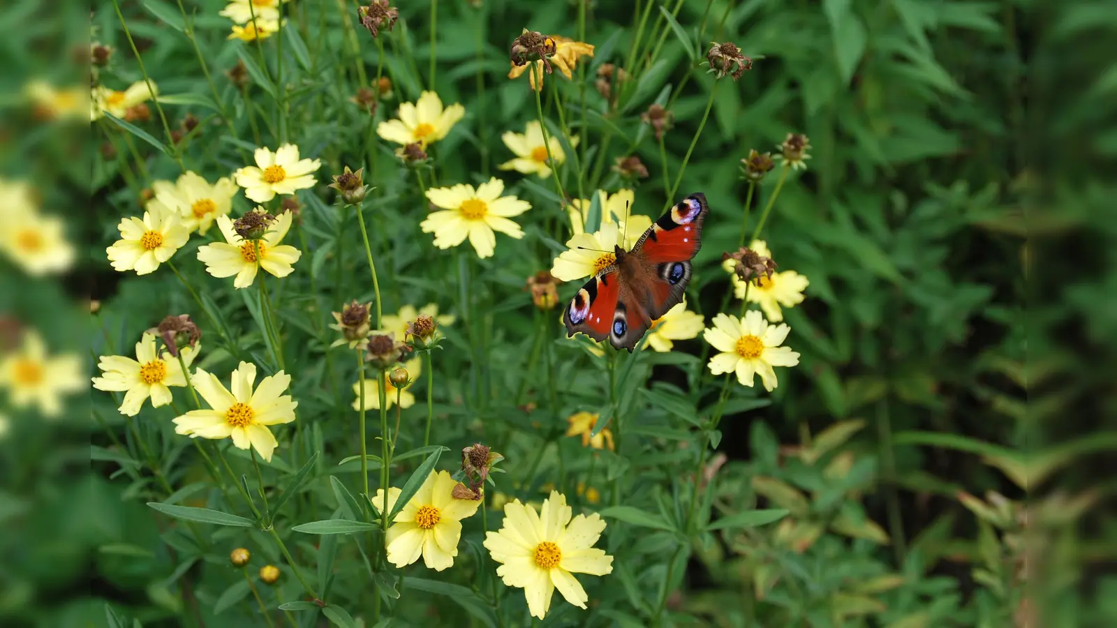 Noch Plätze frei beim Seminar „Die Welt der Blumen”.  (Foto: Barbara Siebrecht)