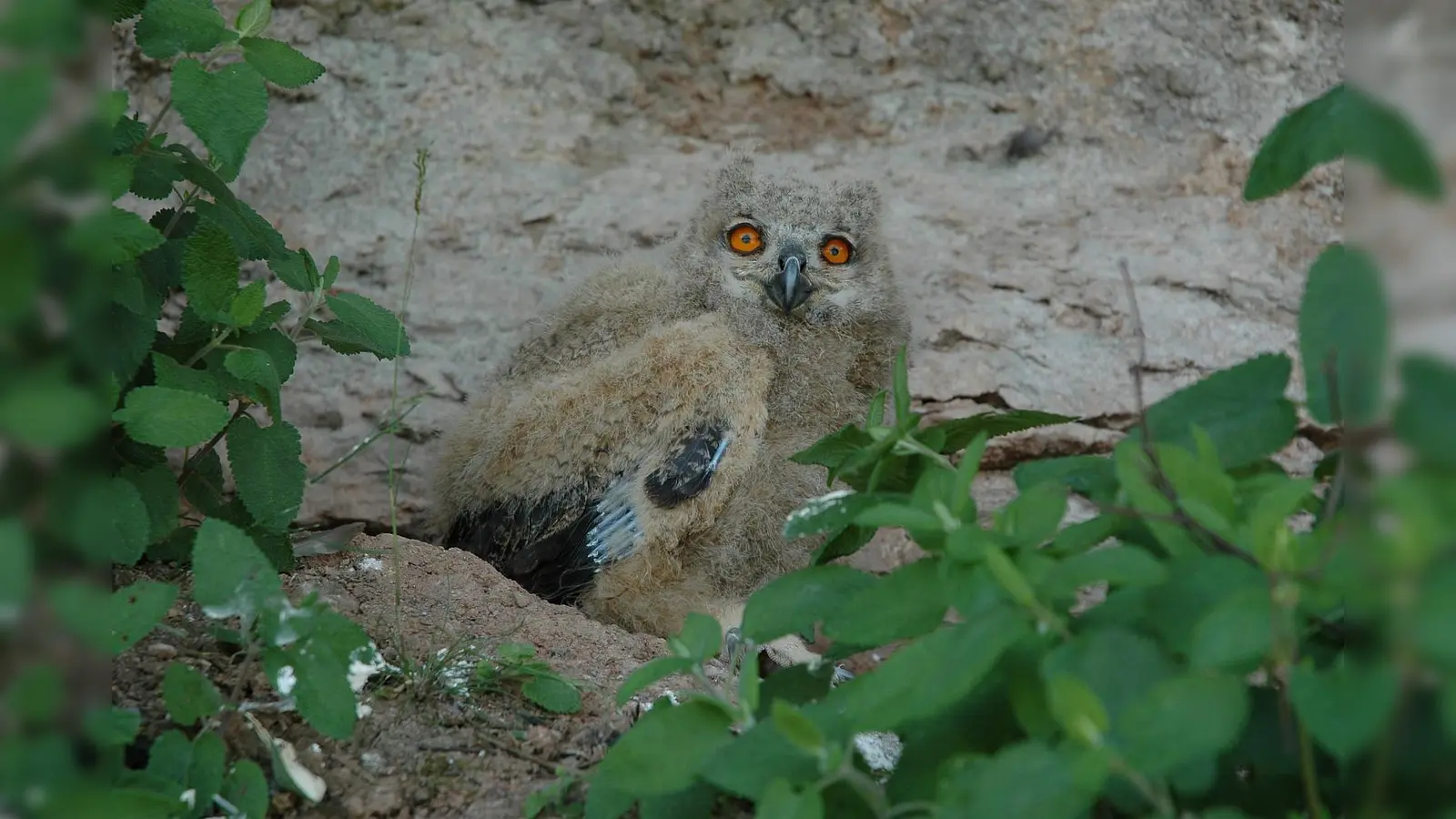 Junger Uhu. (Foto: privat)