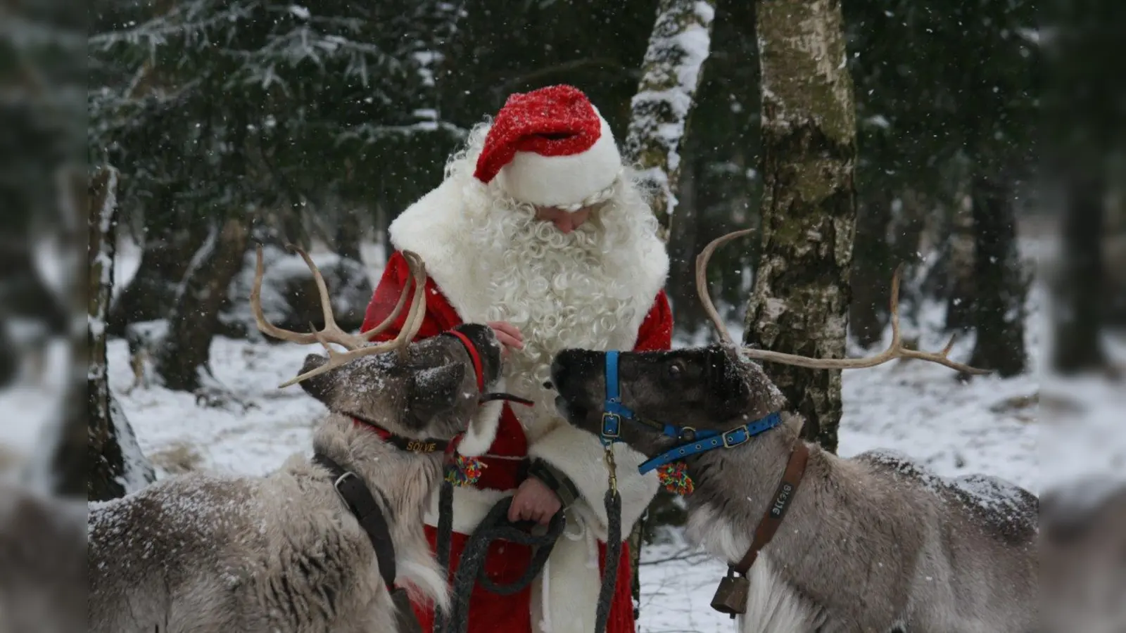 Zum Heiligen Abend schaut auch der Weihnachtsmann im Tierpark Sababurg vorbei. (Foto: Tierpark Sababurg)