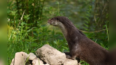 Die Otterweibchen Bonnie (Foto) und Tiffy haben nun in ihrem neuen, modernen Gehege 2.000 Quadratmeter Platz. (Foto: Hollmig / Landkreis Kassel)