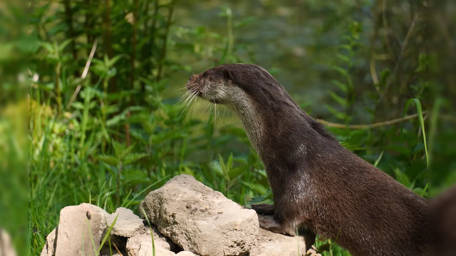 Die Otterweibchen Bonnie (Foto) und Tiffy haben nun in ihrem neuen, modernen Gehege 2.000 Quadratmeter Platz. (Foto: Hollmig / Landkreis Kassel)