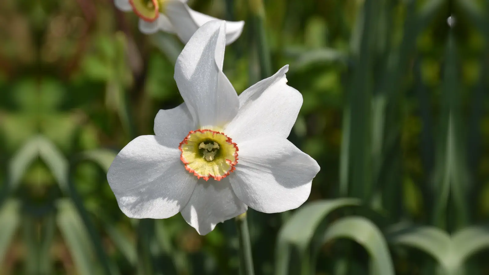 Dichternarzisse im Frühling (Foto: Barbara Siebrecht)