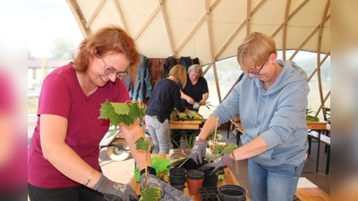 Bei den Gartenkursen lernen die Teilnehmenden in den großen Rundzelten im Archäologiepark Höxter zum Beispiel, wie man Pflanzen vermehrt, Rosen pflegt oder Gehölze schneidet. (Foto: Huxarium Gartenpark Höxter)