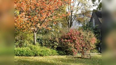 Wer vor dem herbstlichen Laubfall ein Feuerwerk der Farben im eigenen Garten sehen möchte und die herbstliche Pflanzzeit nutzt, um seinen Garten zu verschönern, wählt am besten Bäume und Sträucher aus, deren Laub sich besonders intensiv verfärbt. (Foto: PdM)