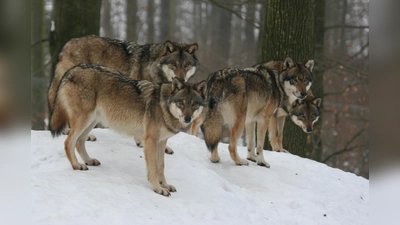 Seit mehr als 20 Jahren ist der Wolf wieder bei uns in der freien Natur heimisch. (Foto: Robert Willeke, NLF)