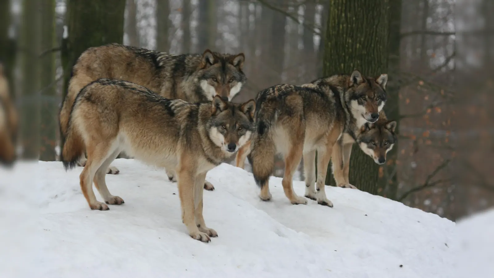 Seit mehr als 20 Jahren ist der Wolf wieder bei uns in der freien Natur heimisch. (Foto: Robert Willeke, NLF)