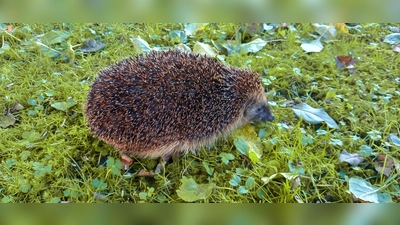 Die kleinen stacheligen Tiere sind selten geworden. In manch einem naturnahen Garten sind Igel noch anzutreffen. (Foto: Christiane Sasse)
