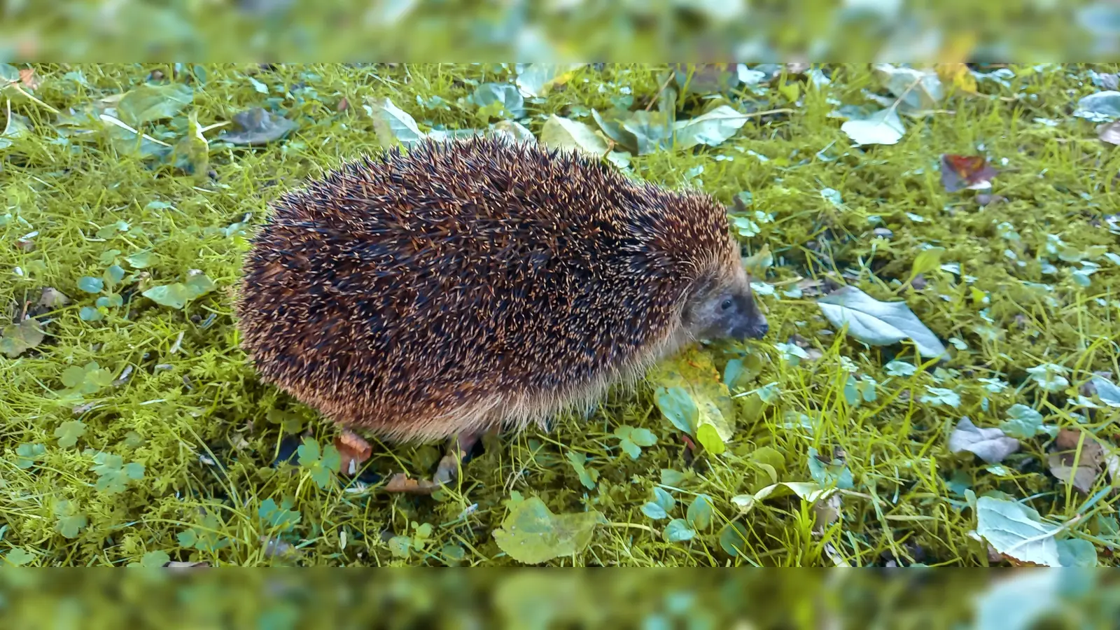 Die kleinen stacheligen Tiere sind selten geworden. In manch einem naturnahen Garten sind Igel noch anzutreffen. (Foto: Christiane Sasse)