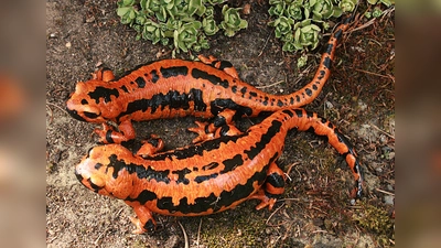 Der Feuersalamander - hier die seltene, rote Farbmutation. (Foto: Uwe Seidel)