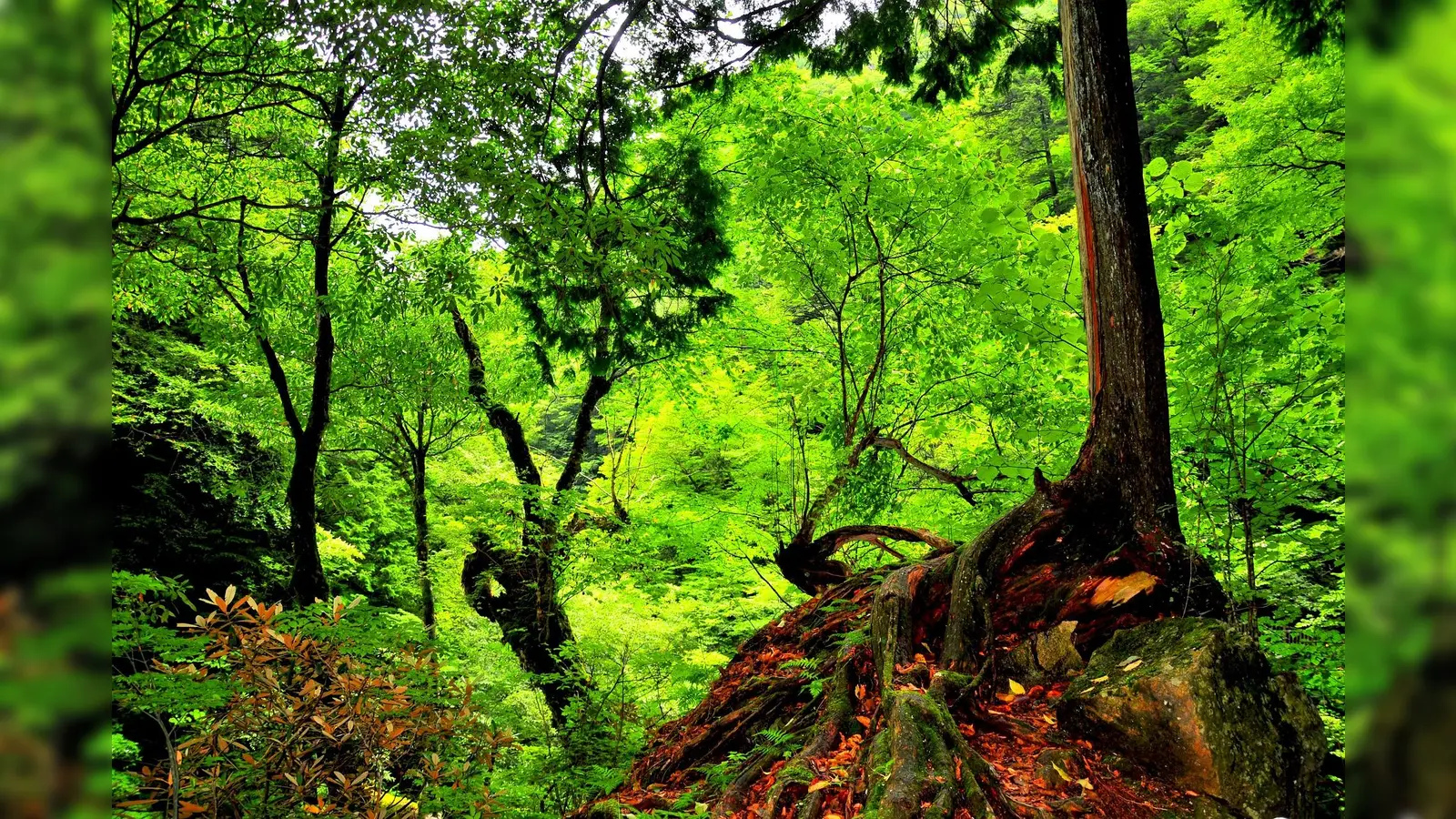 Waldbaden, was ist das? (Symbolbild: pixabay)