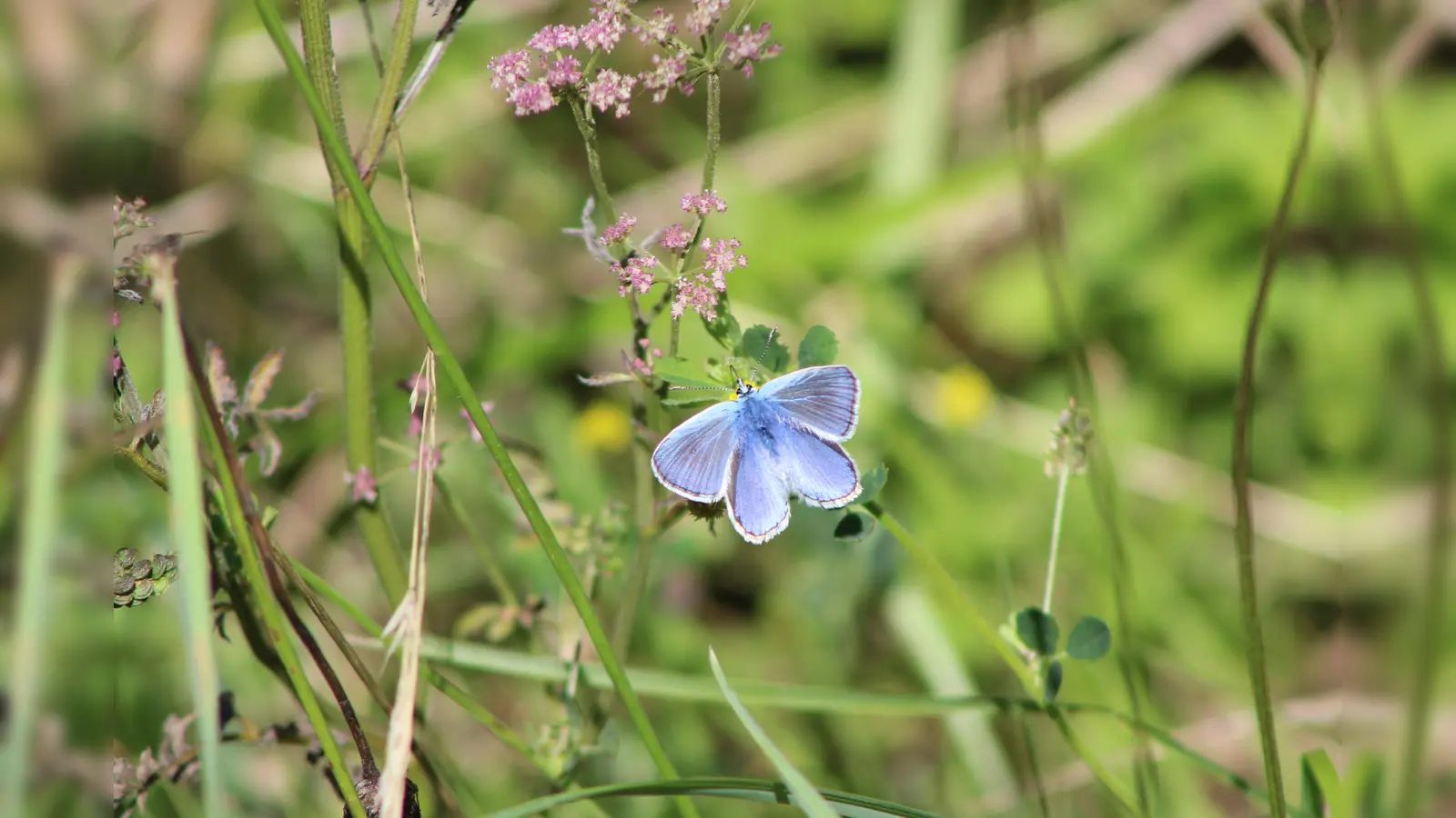 Am Wegesrand tummeln sich die Schmetterlinge. (Foto: Julia Sürder)