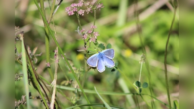 Am Wegesrand tummeln sich die Schmetterlinge. (Foto: Julia Sürder)