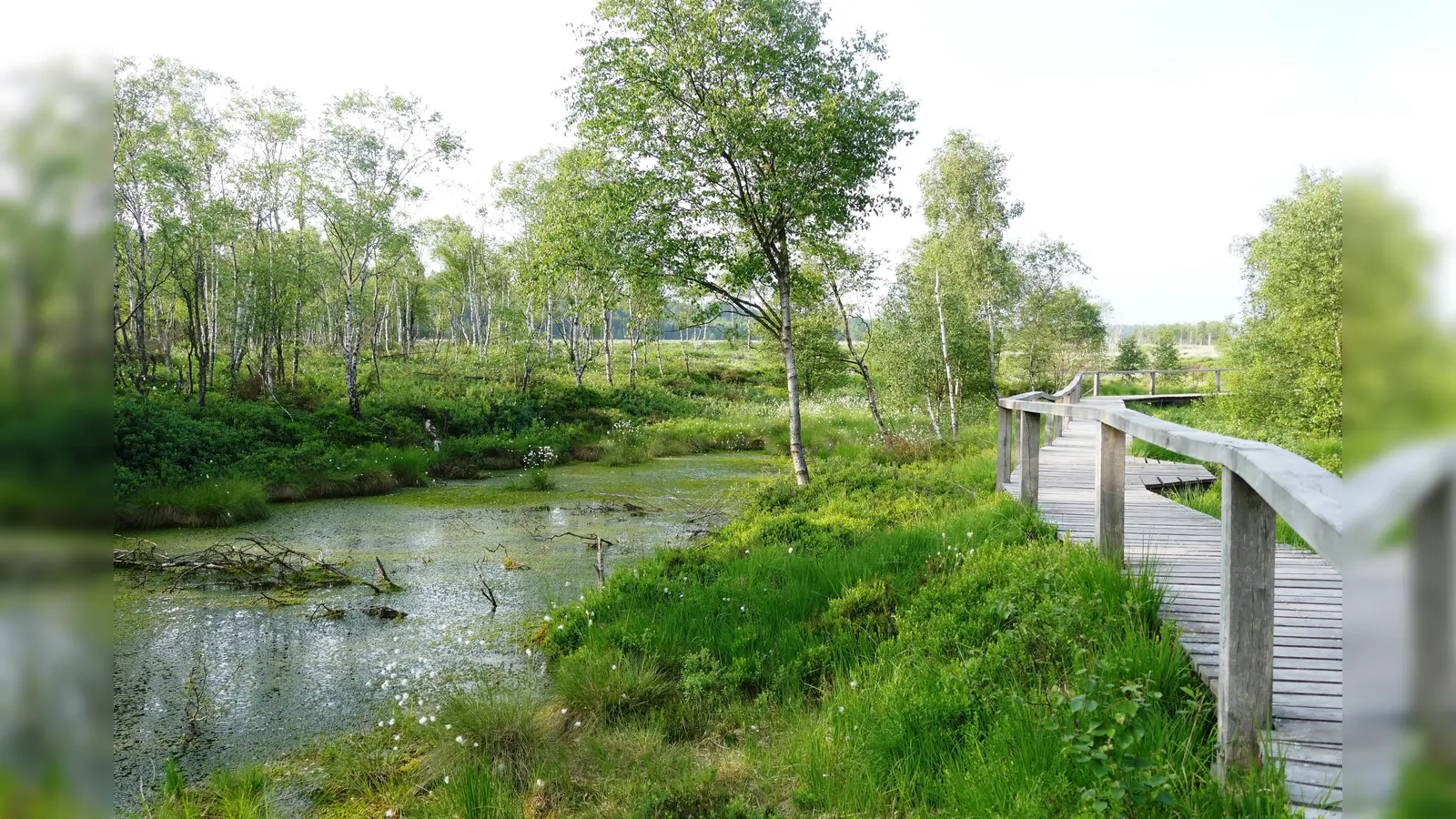 Familienführung durch das Hochmoor Mecklenbruch. (Foto: Niedersäschsische Landesforste)