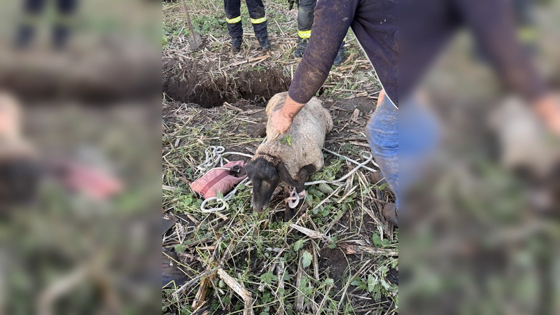Gerettet: Das Schaf steht wieder sicher oberhalb des Erdlochs und wird von Feuerwehr und Besitzer in Empfang genommen. (Foto: Feuerwehr Beverungen)