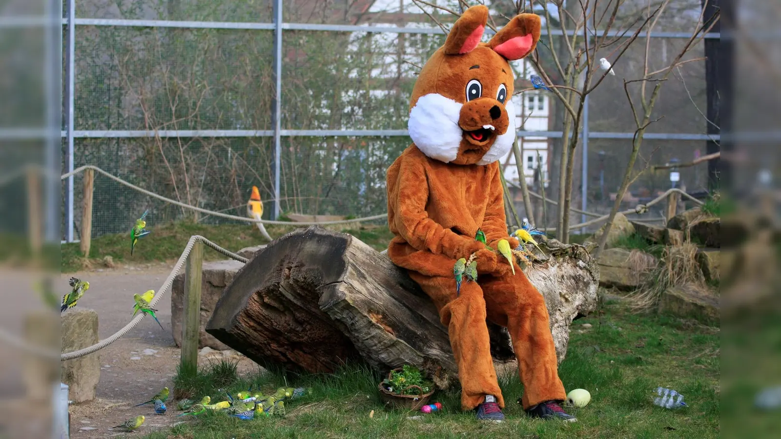 Der Osterhase bei den Sittichen. (Foto: Tierpark Sababurg)