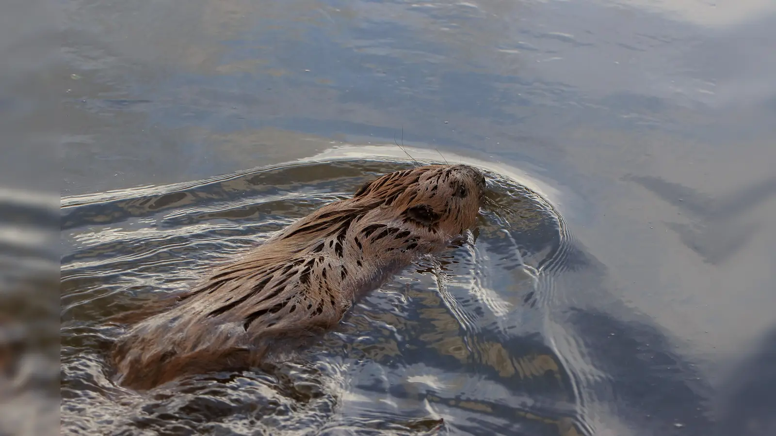 Der Biber kehrt in die Weser zurück. (Foto: Stefanie Beyer)