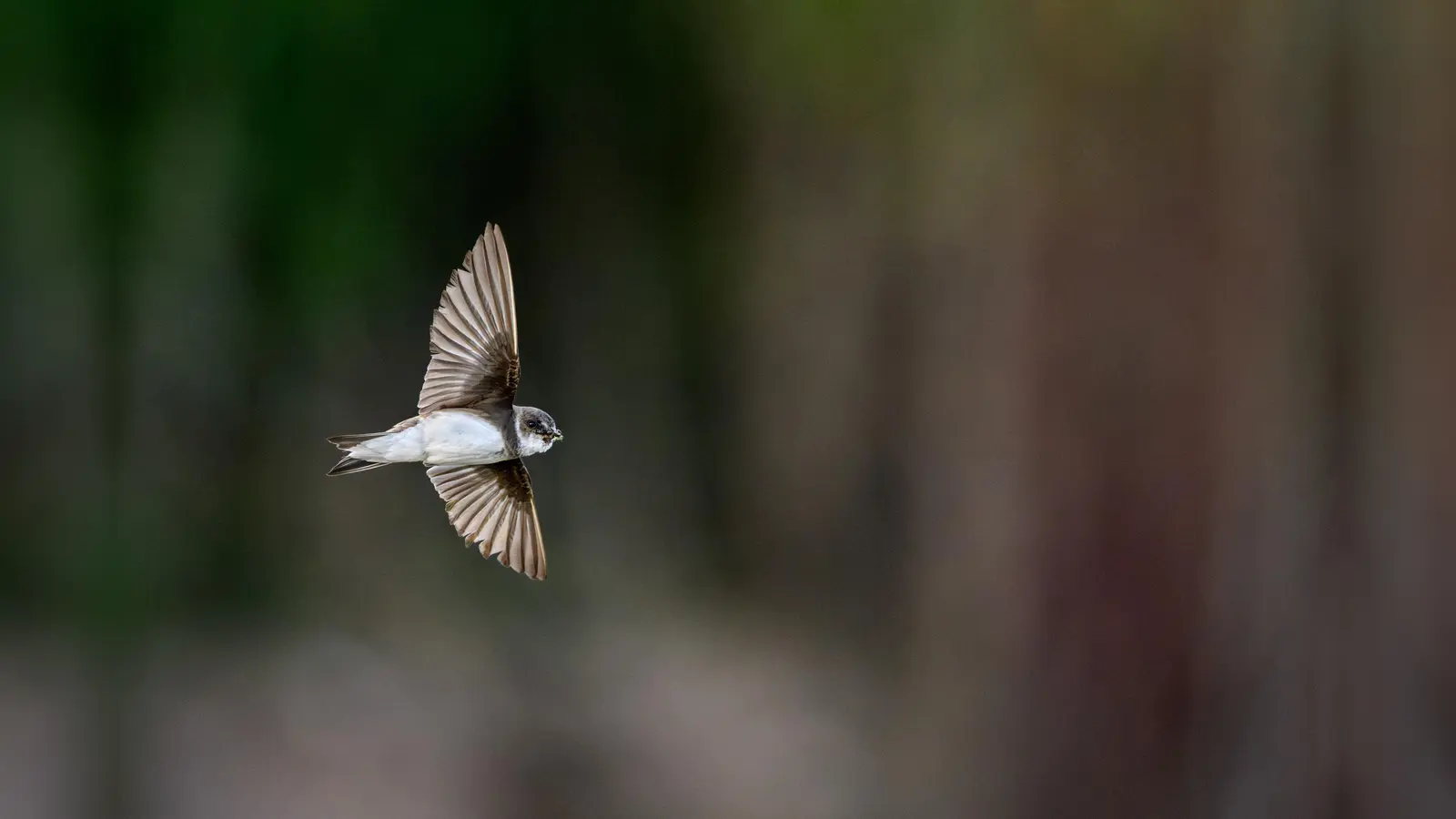 Uferschwalbe im Flug (Foto: DOMINIC KIENEKE)