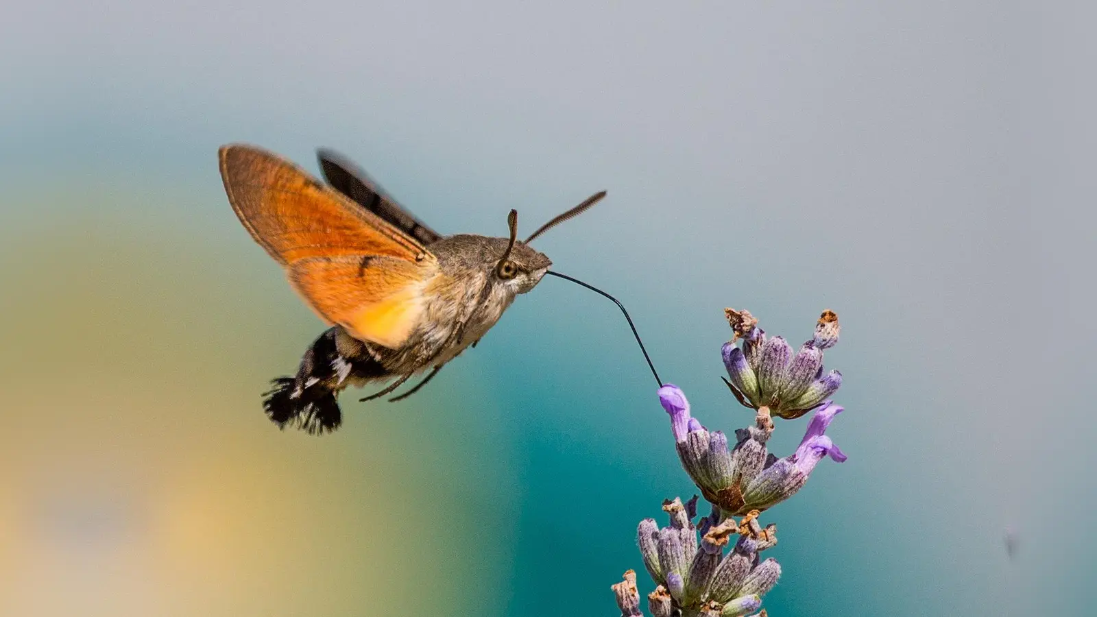 Das Taubenschwänzchen. (Foto: NABU/CEWE/Oliver Seitz)
