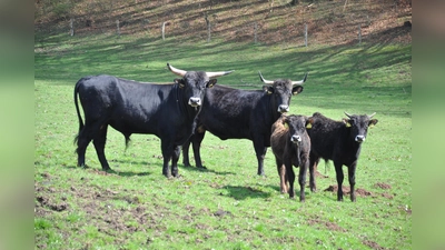 Heckrinder leben im Solling.  (Foto: Solling-Vogler-Region)