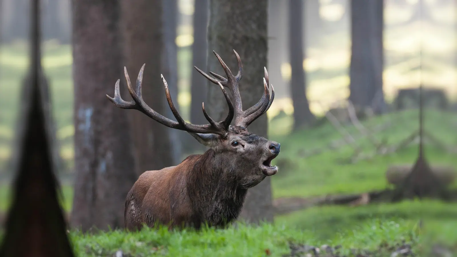 Wenn die Hirsche brunfen, hält der Wildpark Neuhaus stets seine Führungen ab. (Foto: Niedersächsische Landesforsten)
