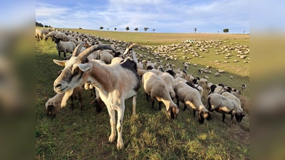 Der Naturpark Solling-Vogler rückt mit einem Naturparkfest das Thema Weidelandschaften in den Mittelpunkt. (Foto: Naturpark Solling-Vogler)