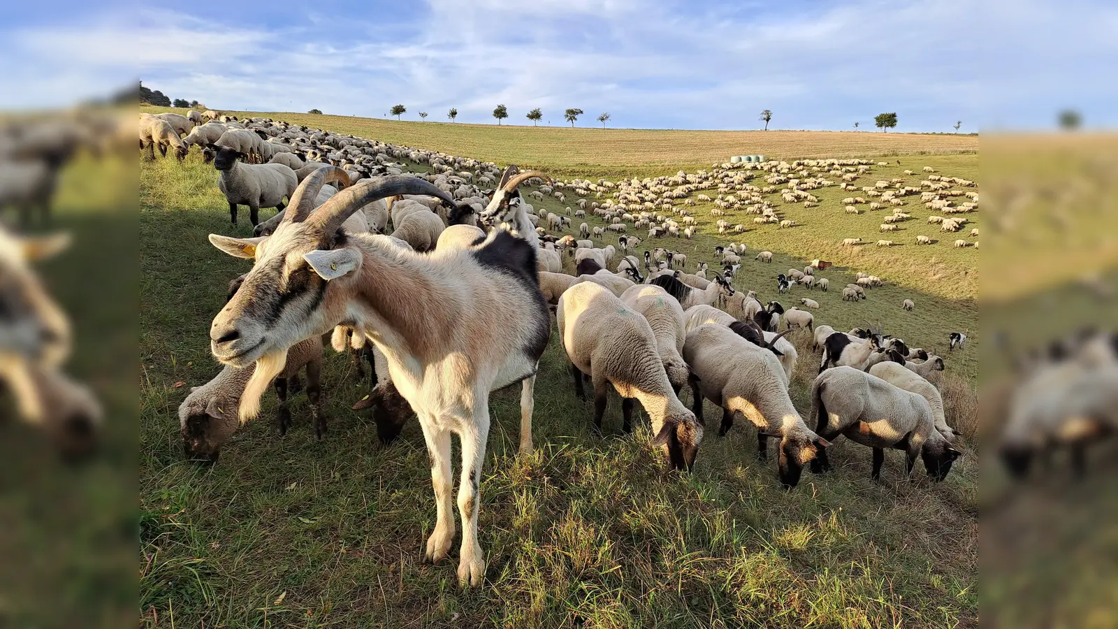 Der Naturpark Solling-Vogler rückt mit einem Naturparkfest das Thema Weidelandschaften in den Mittelpunkt. (Foto: Naturpark Solling-Vogler)