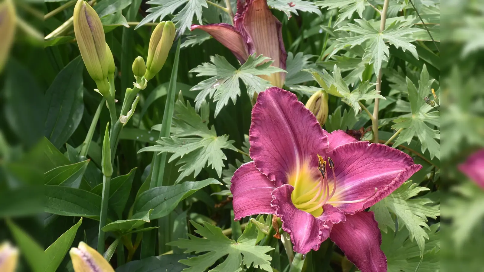 Die Sieger des Gartenwettbewerbs (Foto: Barbara Siebrecht)