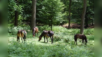 Mit etwas Glück haben Teilnehmer die Gelegenheit, die Heckrinder oder Exmoorponys im Hutewald zu beobachten (Foto: Naturpark)