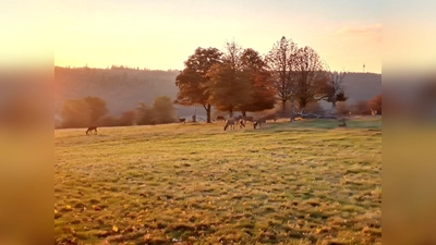 Rotwild im Abendlicht (Foto: Wildpark Neuhaus)
