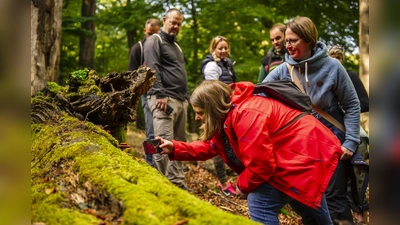 Im Wald der Wisente. (Foto: Kulturland Kreis Höxter, Irina Jansen)