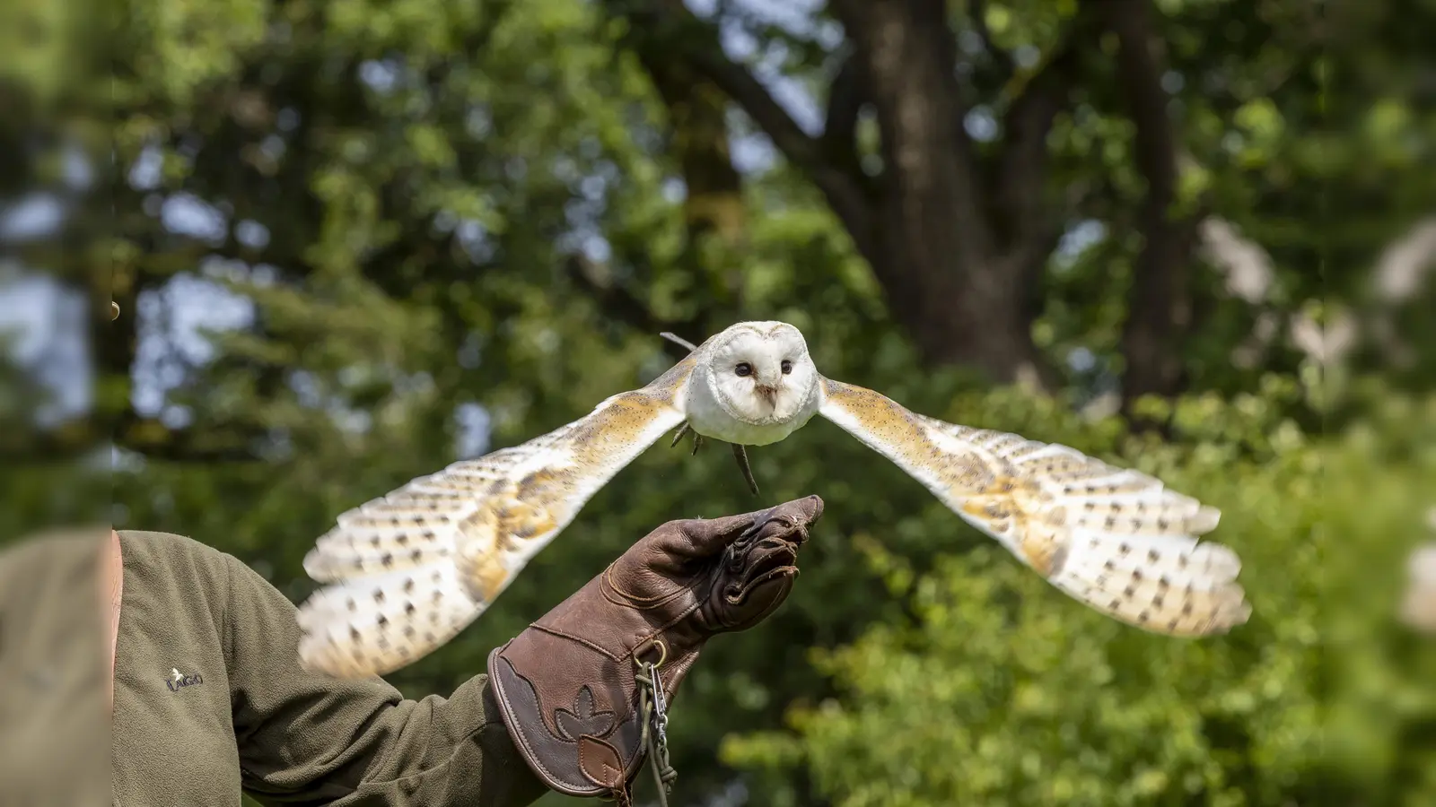 Schleiereule vom Handschuh. (Foto: Thomas Gasparini)