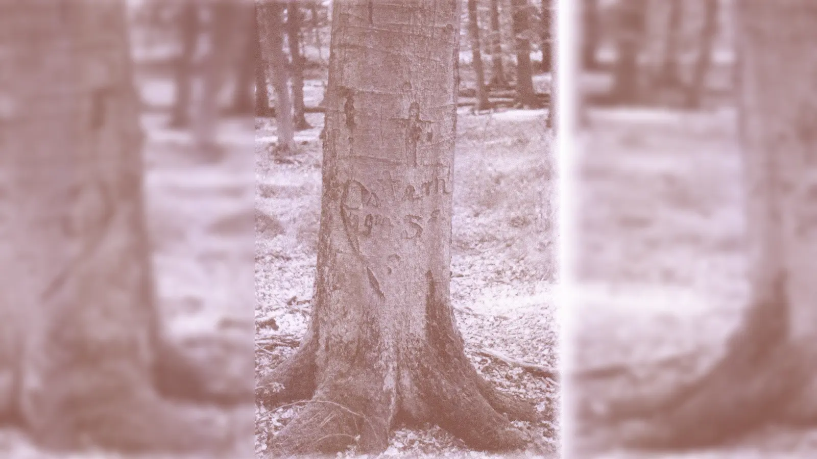 1995 fand man im Wald eine Buche, in deren Rinde „Ostern 1945“, vermutlich von Deutschen Soldaten während der Kämpfe, eingeschnitzt war. Das Foto der „Osterbuche“ findet sich auf dem Umschlag des Buches „Bonenburg – unser Dorf“, in dem die Geschehnisse vom 1. und 2. April 1945 aufgeschrieben sind. (Foto: privat)