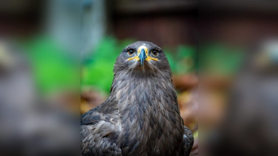 Mobile Falknerei mit faszinierenden Vorführungen. (Foto: Touristik-Information Uslar/ S. Noll)