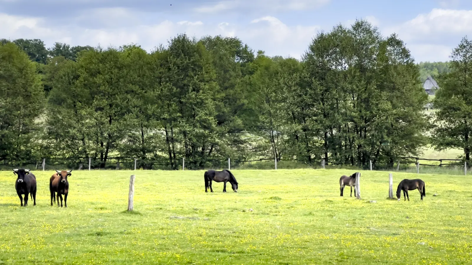 Die großen Weidetiere im Schaugehege des Hutewaldes Solling unterhalb des Mittelalterhauses Nienover ergeben ein harmonisches Bild (Foto: Naturpark)