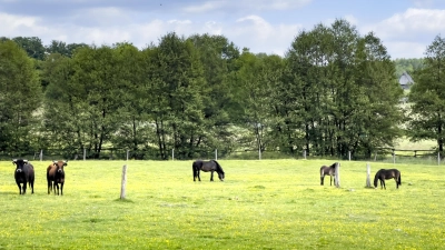 Die großen Weidetiere im Schaugehege des Hutewaldes Solling. (Foto: Naturpark)