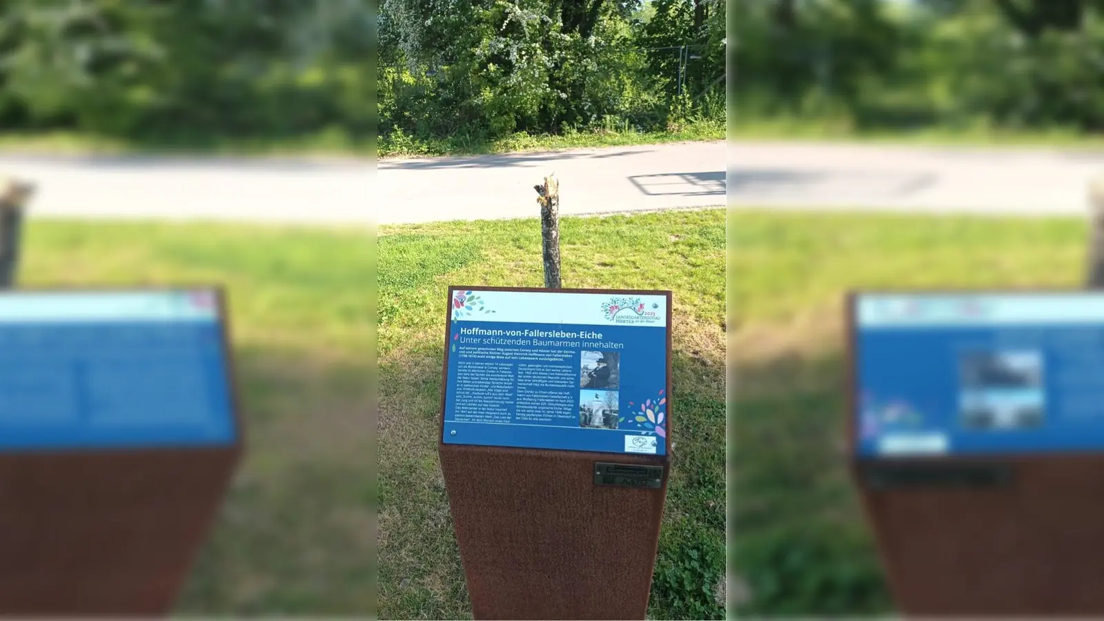 Vandalismus am Werk: Die Hoffmann-Eiche auf der Weserscholle wurde gefällt. (Foto: Stadt Höxter)