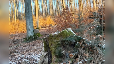 Herbst im Bürgerwald. (Foto: Stadt Brakel)