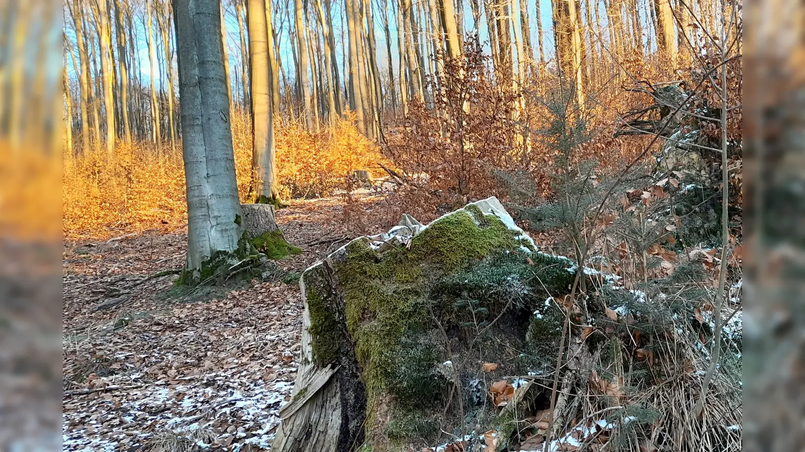 Herbst im Bürgerwald. (Foto: Stadt Brakel)