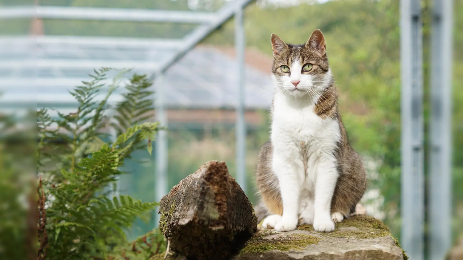 Katze Susi genießt ihren neuen Freiluftspielplatz.  (Foto: Tierheim Bad Karlshafen)