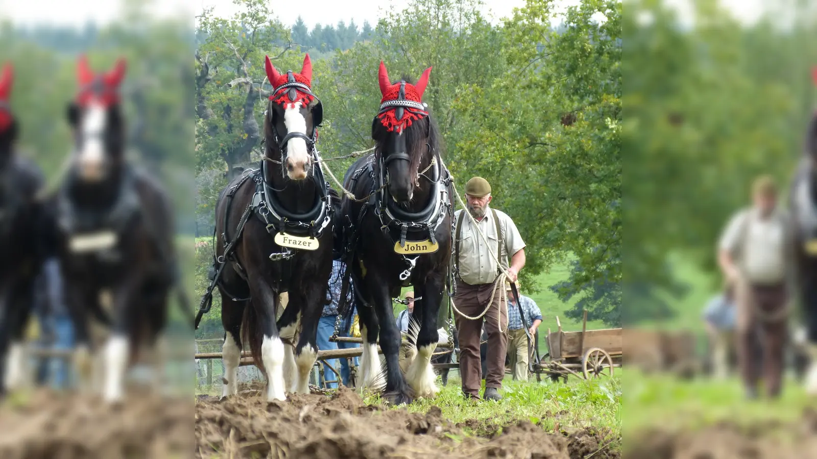 Kaltblutpferde bei der Feldarbeit. (Foto: Hofmann)